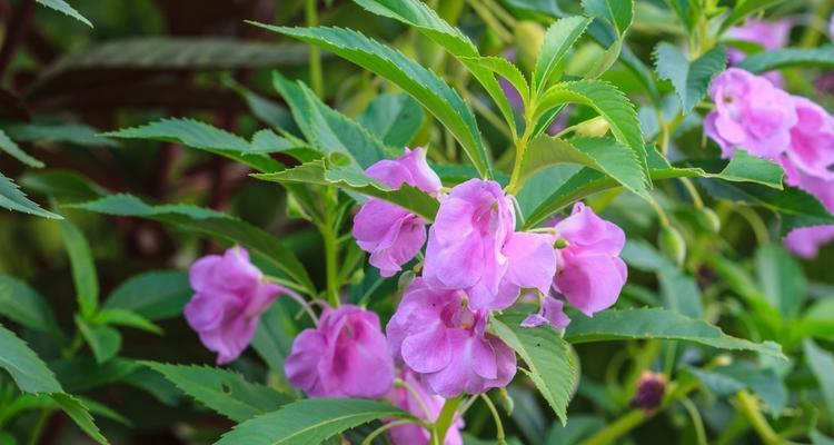 凤仙花的花语及其象征意义（传递爱与热情的凤仙花）