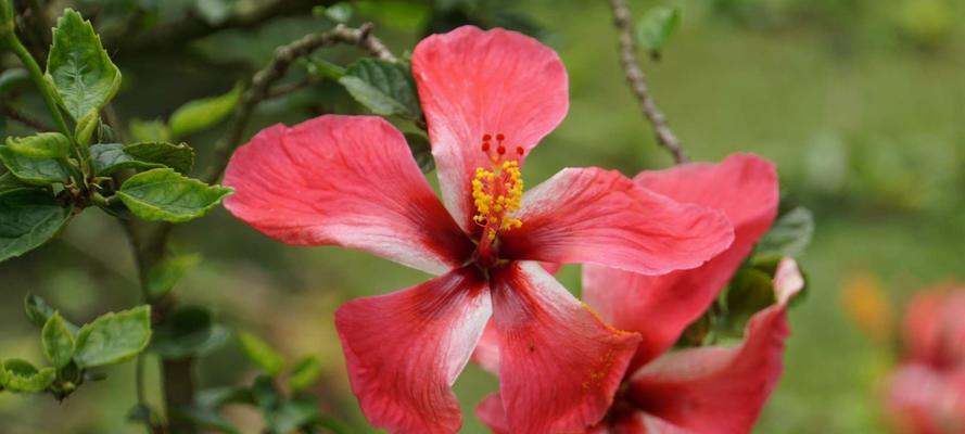 扶桑花的花语与含义（探索扶桑花所传递的深刻寓意）