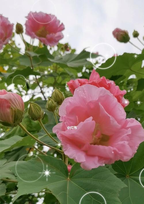 芙蓉花的美丽寓意（探索芙蓉花的文化寓意与象征意义）