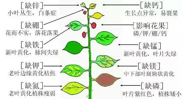 鸭脚木摘心打顶的时间与方法（掌握正确时间和技巧）