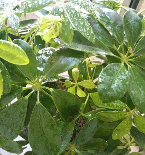 鸭掌木叶子发黑的处理方法（保护植物健康）