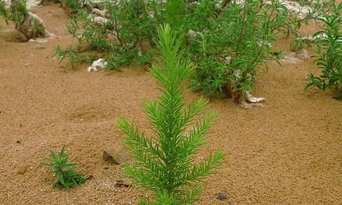 盐碱地种植蔬菜的最佳选择（了解适合种植在盐碱地上的蔬菜品种）