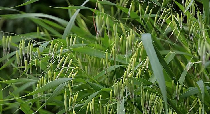 内蒙古燕麦收割的最佳时间（燕麦种植技巧和收割期）