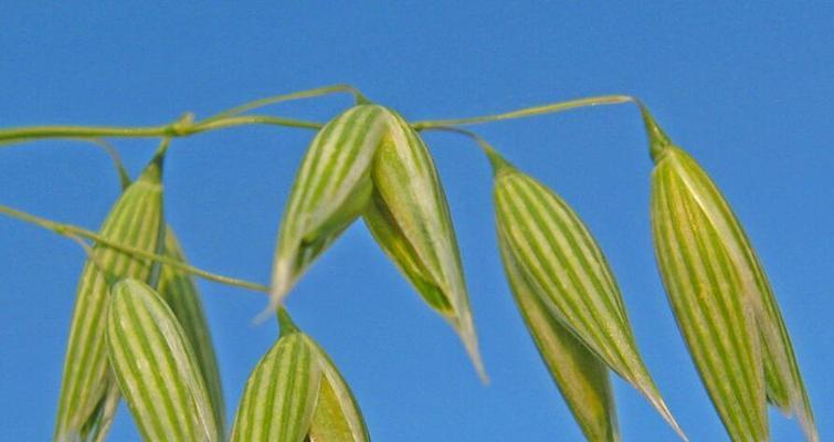 燕麦植物解析——探索这种营养丰富的植物（了解燕麦的起源和分类）