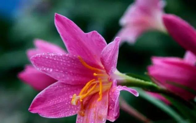 风雨花（风雨花的花语与寓意）