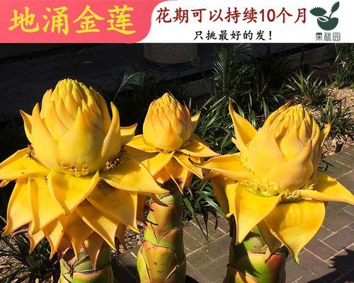 佛莲花的象征意义及寓意解读（佛莲花的美丽与涅槃之道）