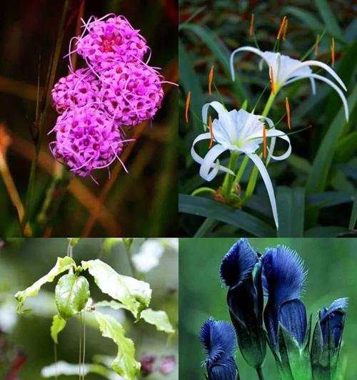 鸽子花的花语与意义（探寻鸽子花的深层含义）