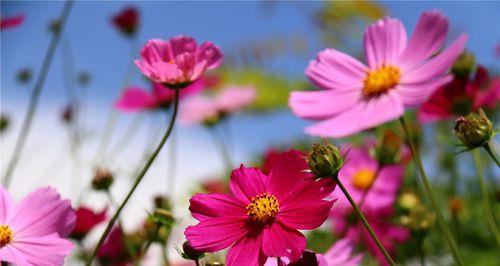 格桑花的寓意与象征（探索格桑花的深意及文化象征）