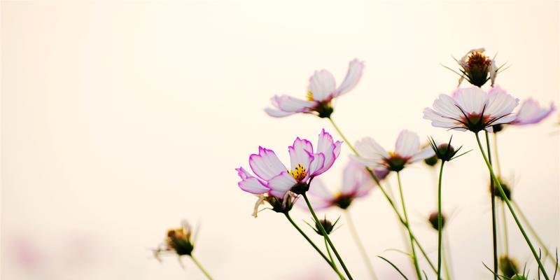 格桑花风水寓意与作用（探索格桑花在风水中的力量）