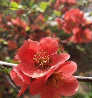 海棠花的花语及象征意义（探寻海棠花的深刻内涵与文化背景）