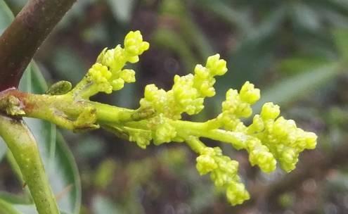 花椒开花的美丽与寓意（探秘花椒开花的时间）