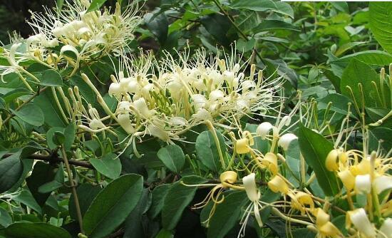 种金银花的风水福利（让家居风水充满灵气）