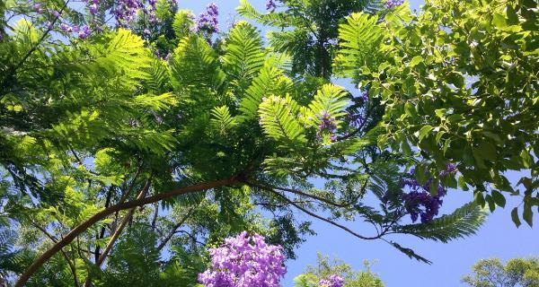 家里种蓝花楹的风水效果（蓝花楹的文化内涵及风水讲究）