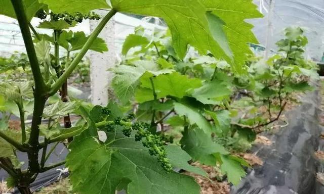 家居风水之种植葡萄（从种植到饮用）