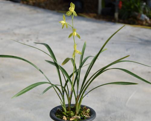 建兰开花规律探究（了解建兰花开时间）