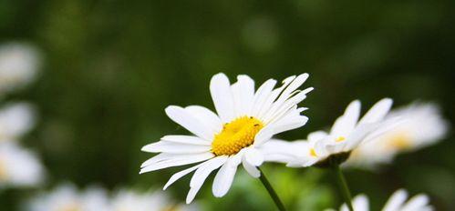 绿色雏菊的花语与寓意（探索绿色雏菊的象征与意义）