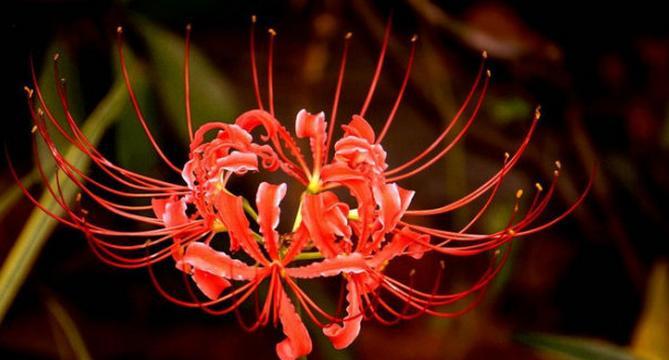 曼陀罗华的花语与传说——美丽与神秘的象征（探寻曼陀罗华的花语和神秘传说）