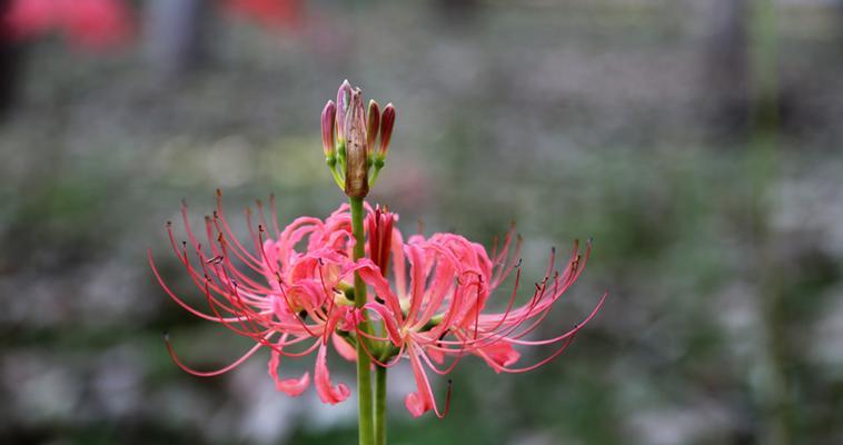 曼陀罗花的寓意与象征（一朵神秘的花）