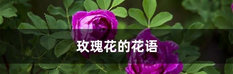 红玫瑰花语（恋人间最美的誓言）