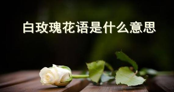 玫瑰花的花语与意义（探索玫瑰花的神秘语言）