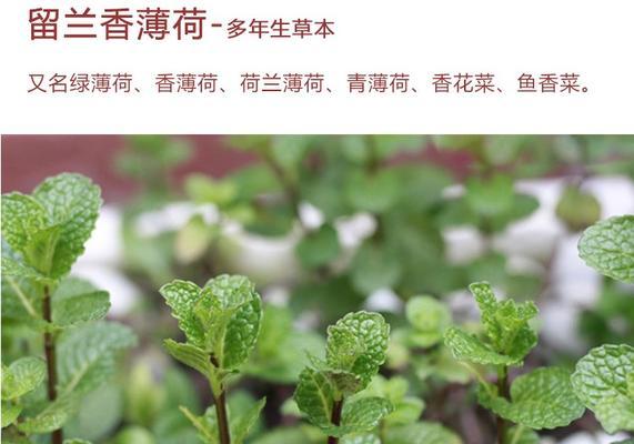 打造清新空气的家居植物——柠檬薄荷养护全指南