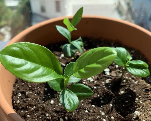 如何成功种植柠檬种子（从选种到成活全指南）