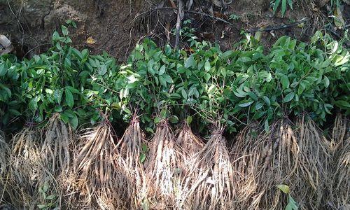 牛大力种植间距是多少（浅析影响牛大力种植间距的因素和优选方案）