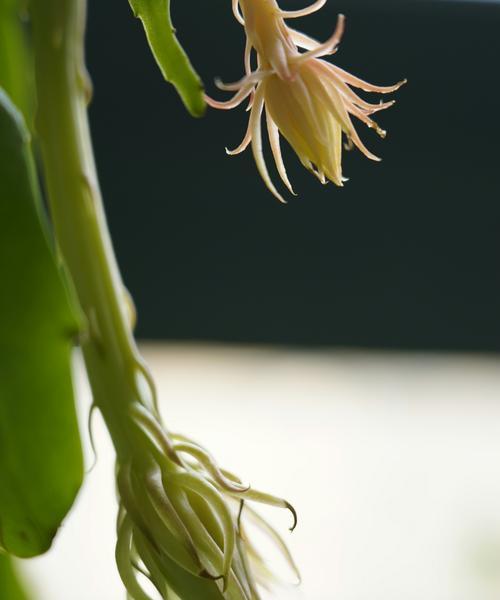 昙花开花的象征意义（一朵昙花绽放的故事）