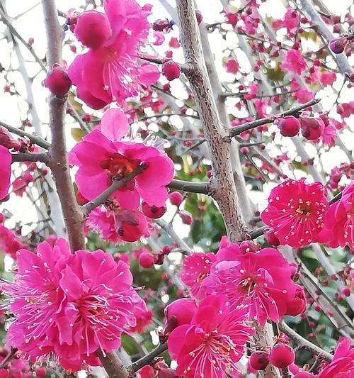 白梅花的花语与意义（探秘白梅花的美丽与深意）