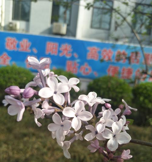 丁香花的美丽与象征意义（传递希望和勇气的花朵——丁香）