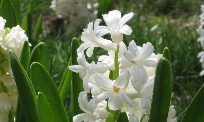 风信子的花语与传说（探索风信子的花语和神话故事）