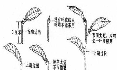 天竺葵扦插繁殖方法及注意事项（快速繁殖天竺葵的窍门）