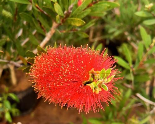 花千层花的象征意义与文化价值（绽放层层美丽）