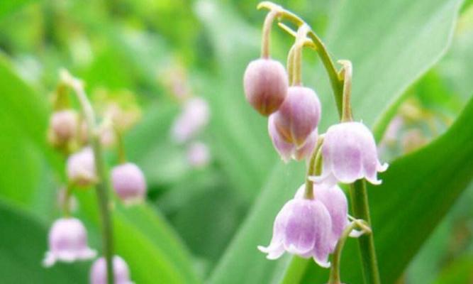 花语之美（用花语传递情感）