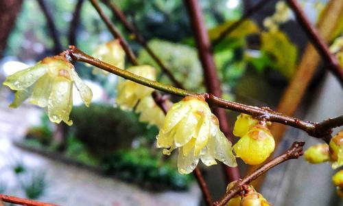 腊梅花语的深意与传承（解读腊梅花语）