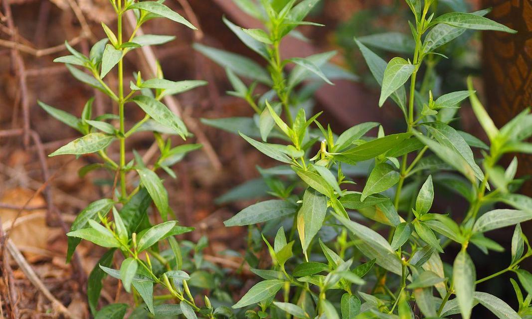 田七菜与穿心莲（田七菜和穿心莲的区别与用途）