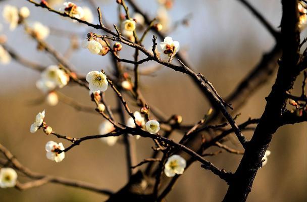 传统文化寓意之兰花、竹子与冬梅（以兰花和竹子与冬梅为主题的寓意探析）