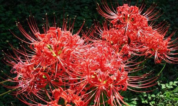 生死交错之花海（花开花落）