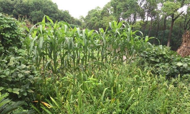 甜菜种植的最佳时间剖析（掌握甜菜种植的关键）