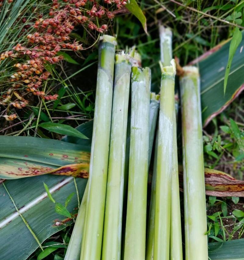 甜杆种植的时间和方法（打造高效果）