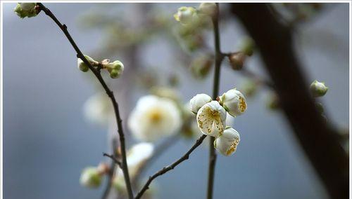 白梅花语——傲雪凌霜的坚强之美（白梅花语的意义与传承）