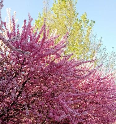 白色桃花之美（桃花带来的爱与祝福）