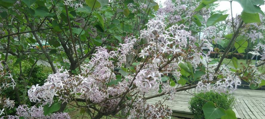 白色紫丁香花语（花开花谢）