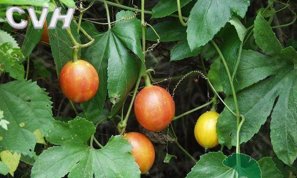 甜瓜种子直接种，省去育苗环节（甜瓜直接种植方法及注意事项）