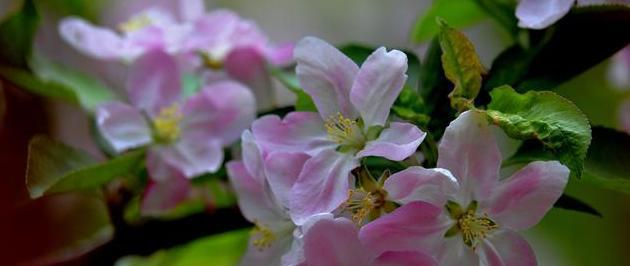 玻璃海棠花语（透明）