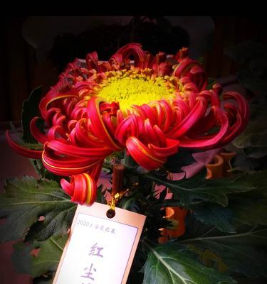 菊花花语之月份祝福（不同月份的菊花花语大揭秘）