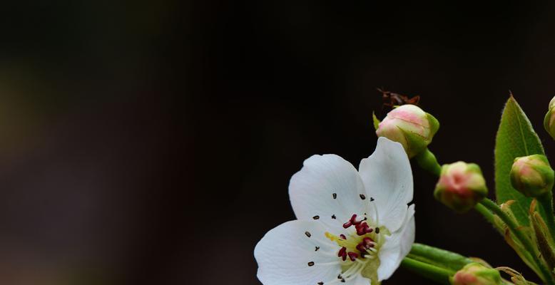 梨花的寓意与象征（揭开梨花背后的文化符号）