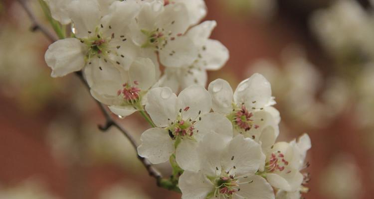 梨花花语之美丽与纯洁（梨花花语揭示的心灵启迪）