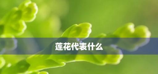 以莲花花语代表的寓意与象征（莲花的深层内涵与美丽品质）