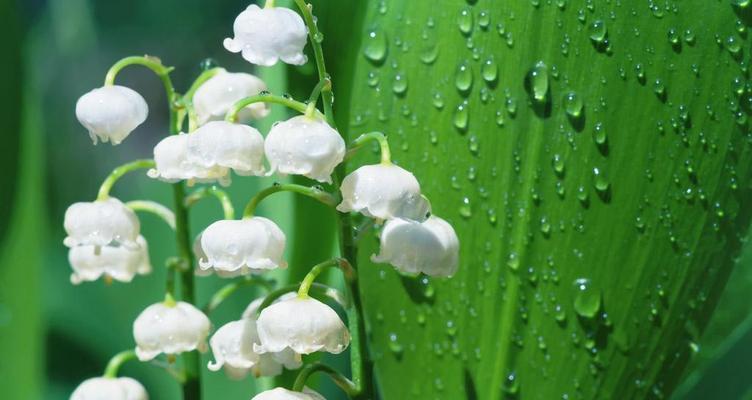 铃兰花的花语及其意义（探秘铃兰花的寓意与象征）